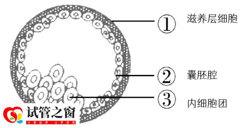 養囊從哪天開始算(圖2) 囊胚結構