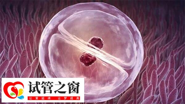 移植12天測白板成功希望不大