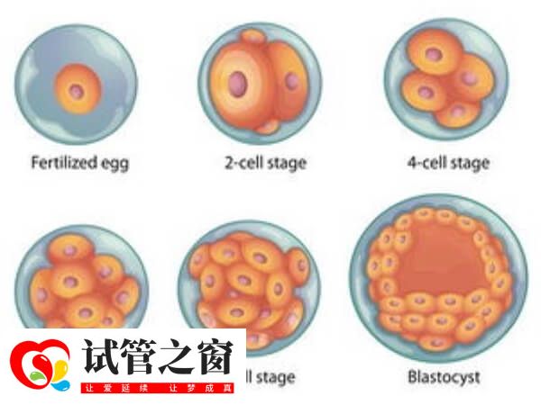 三天鮮胚等級(jí)如圖