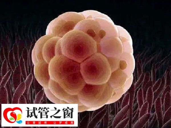 35歲以上女性被定義為高齡生育人群