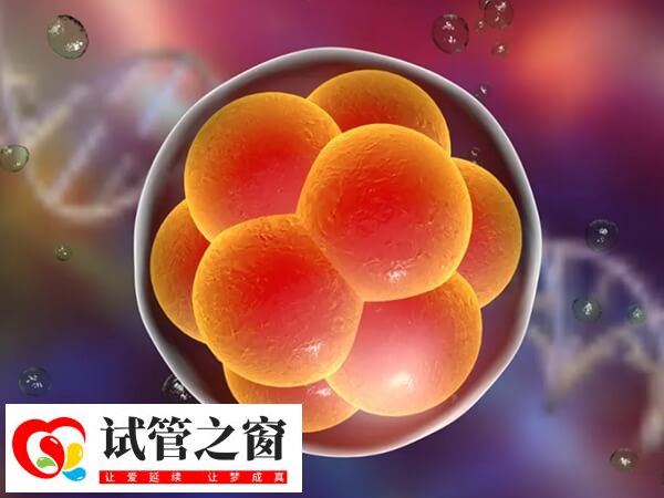 移植一個(gè)胚胎也可能是雙胞胎