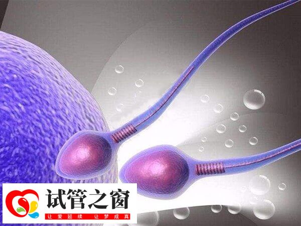 卵泡質量不佳的女性可以嘗試微刺激方案